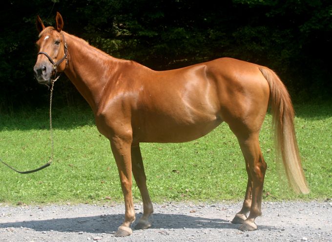 AislÌng Diamond, Irish Sport Horse filly for sale, superb bloodlines