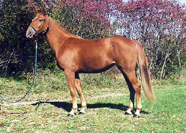 Irish Draught mare, quality breeding