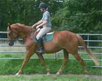 Aisling Diamond, Irish Sport Horse mare, quality breeding