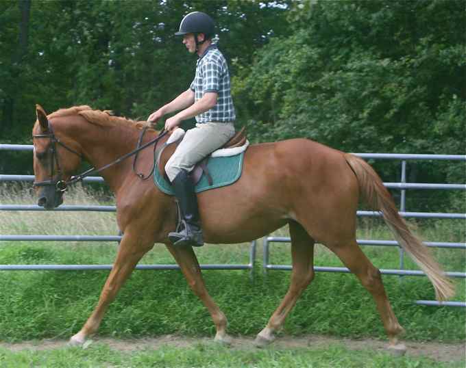 AislÌng Diamond, Irish Sport Horse filly for sale, superb bloodlines