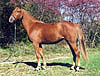 A�sling Diamond, Irish Sport Horse mare, quality breeding