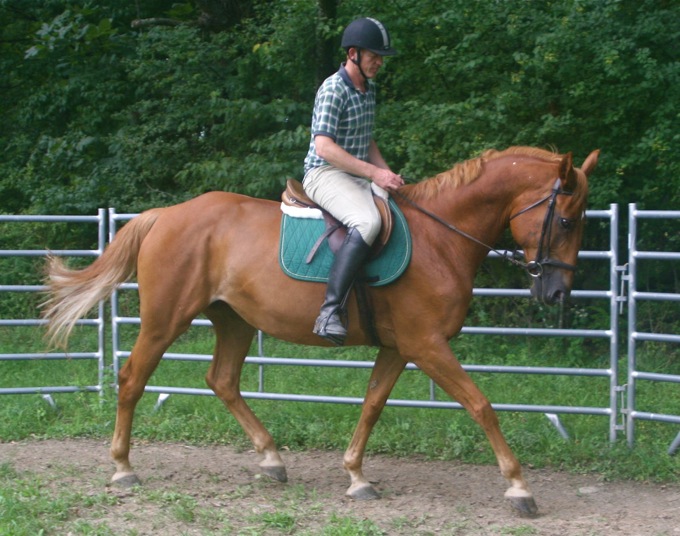 AislÌng Diamond, Irish Sport Horse filly for sale, superb bloodlines