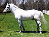 Ballykiss Angel, imported Connemara Pony