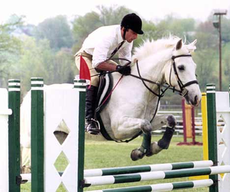 Ballykiss Angel, imported Connemara Pony, show jumper, hunter, eventer