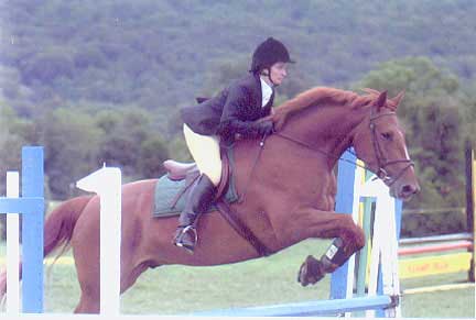 Ballymullan Warrior, Supreme Champion Irish Sport Horse
