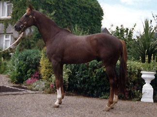Caesar Imperator, Irish Thoroughbred Stallion