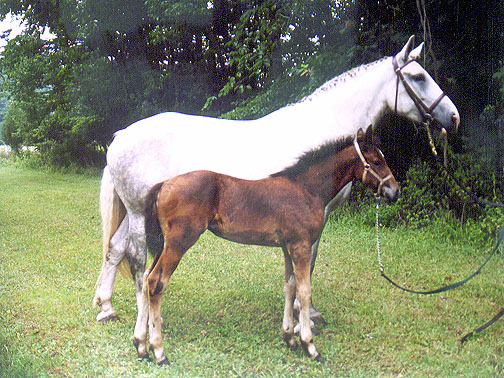 Bridget's Irish Princes, Irish Sport Horse filly for sale, superb bloodlines