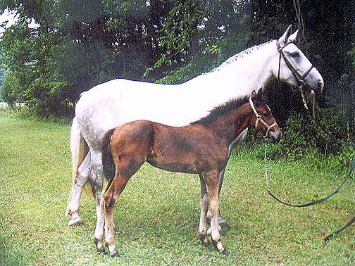 Bridget's Irish Princes, Irish Sport Horse filly for sale, superb bloodlines