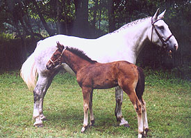 Irish Draught Mare and Irish Sport Horse filly