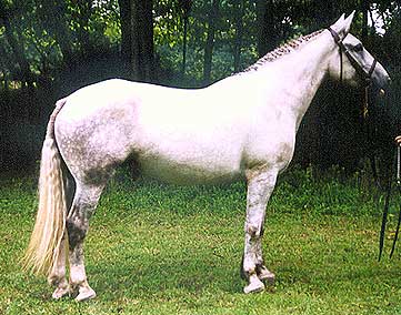 Irish Draught mare, quality breeding