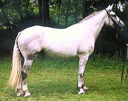 Registered Irish Draught mare, quality breeding