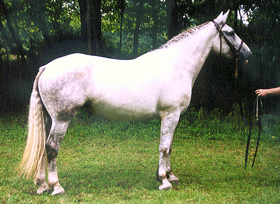 Irish Draught mare, quality breeding