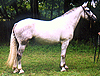 Registered Irish Draught mare, quality breeding