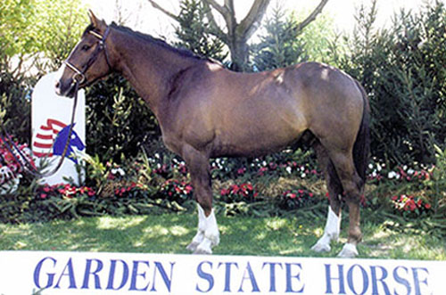 Celtic Knight, imported Irish Sport Horse, show jumper, hunter, eventer