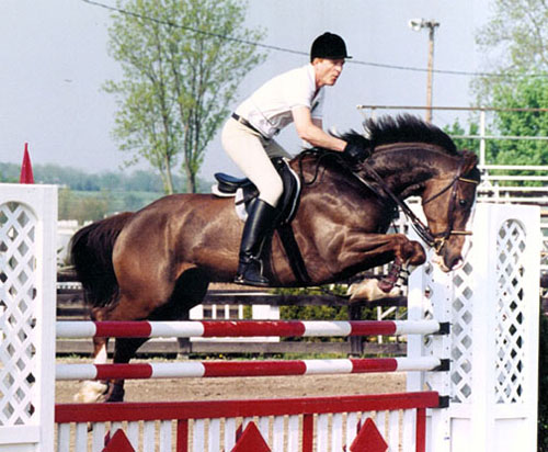 Celtic Knight, imported Irish Sport Horse, show jumper, hunter, eventer