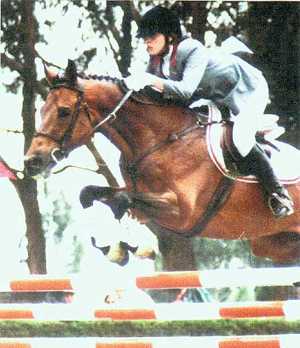 Coconut Grove, Thoroughbred Stallion