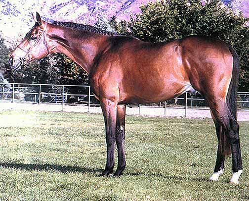 Coconut Grove, Thoroughbred Stallion