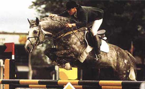 Cruising, Irish Sport Horse and international show jumper