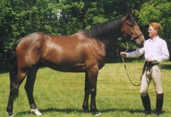 Danny Boy, imported Irish Sport Horse, show jumper and eventer