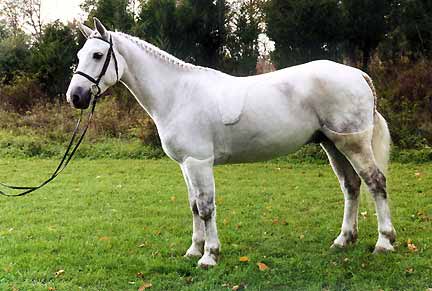 Finnegan, imported Connemara Pony, show jumper, hunter, eventer