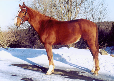 Glen Eagle, imported Irish Sport Horse, eventer, showjumper and hunter