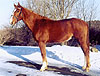 Glen Eagle, Irish eventer, Irish hunter, show jumper