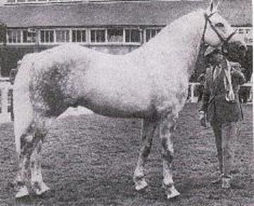 Grey Macha, Irish Draught Stallion, show jumper, hunter, eventer