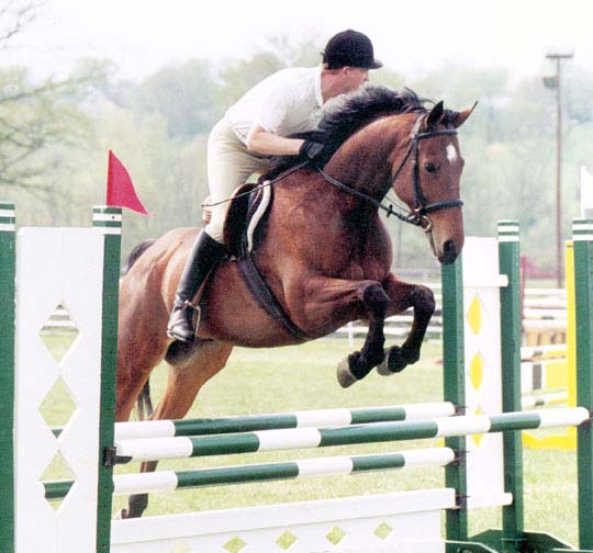 Highland Traveler, imported Irish Sport Horse, show jumper, hunter, eventer