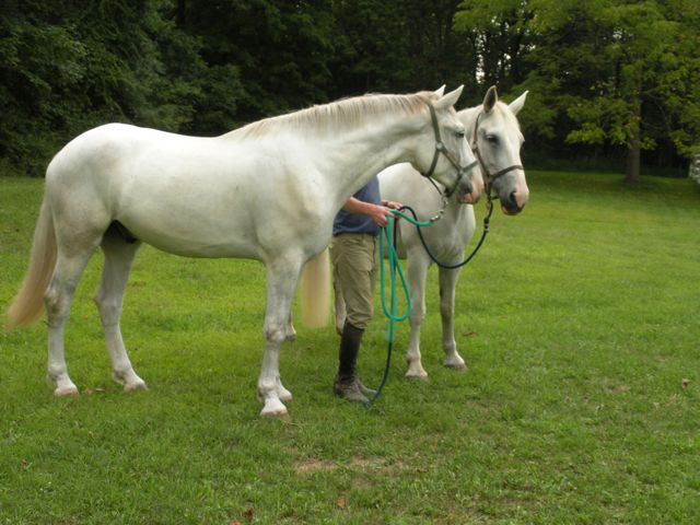 Irish Draught Horse gelding, by O'Leary's Irish Diamond