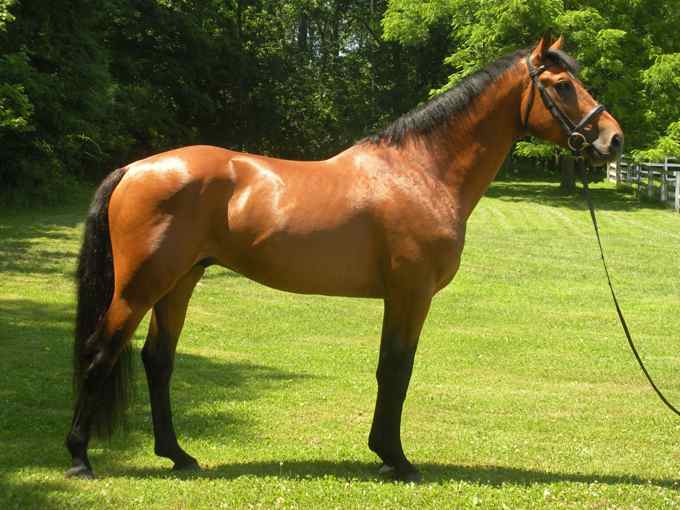 Irish Dancer, Irish Sport Horse stallion sale, by Reputed Testamony