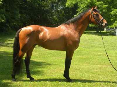 Irish Dancer, Irish Sport Horse stallion