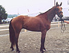 Irish Dancer, Irish Sport Horse Stallion