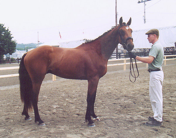 Irish Sport Horse Stallion, quality breeding