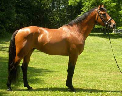 Irish Sport Horse Stallion, quality breeding