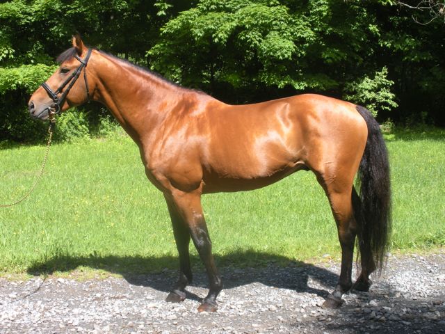 Irish Dancer, Irish Sport Horse colt for sale, superb bloodlines