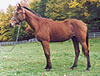 Irish Dancer, Irish Sport Horse Stallion