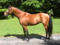 Irish Dancer, Irish Sport Horse Stallion