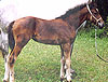 Irish Princess, Irish Sport Horse filly, quality breeding