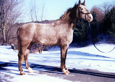 Kilkenny Diamond, imported Irish Sport Horse, hunter and showjumper