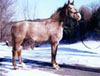 Kilkenny Diamond, Irish hunter and show jumper