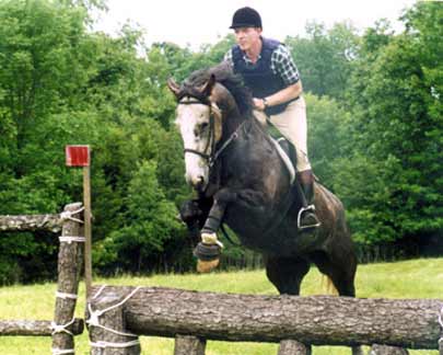 Kilkenny Diamond, imported Irish Sport Horse, hunter and showjumper