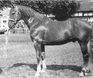 King of Diamonds, Irish Draught Stallion