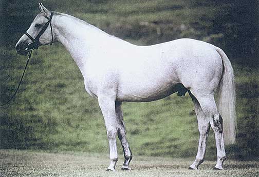 Champion Thoroughbred Stallion