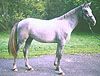 Loyal Touch, Irish Sport Horse colt