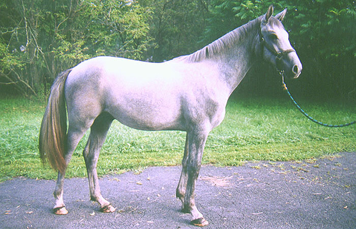 Irish Sport Horse colt, by Loyal Pal, Tb