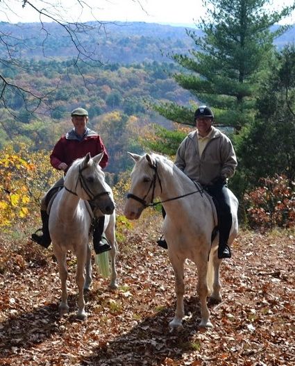 Irish Sport Horse gelding, by Loyal Pal, Tb