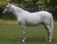Loyal Touch, Irish Sport Horse colt
