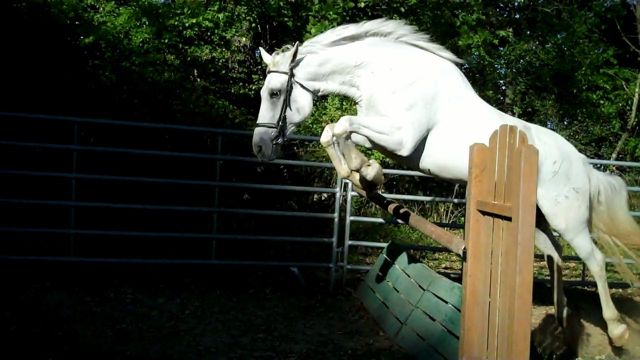 Irish Sport Horse gelding, by Loyal Pal, Tb