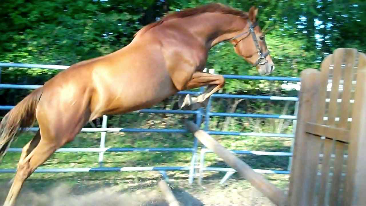 Prince, Irish Draught Sport Horse gelding for sale, superb bloodlines