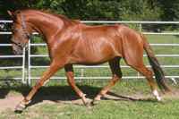 Prince, Irish Sport Horse colt, quality breeding